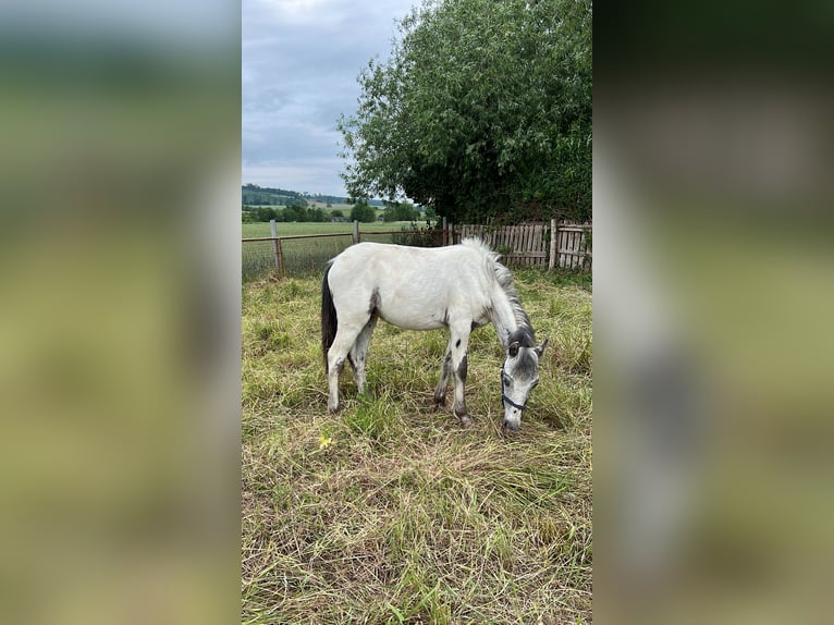 Appaloosa Ogier 1 Rok 115 cm Tarantowata in Kalefeld