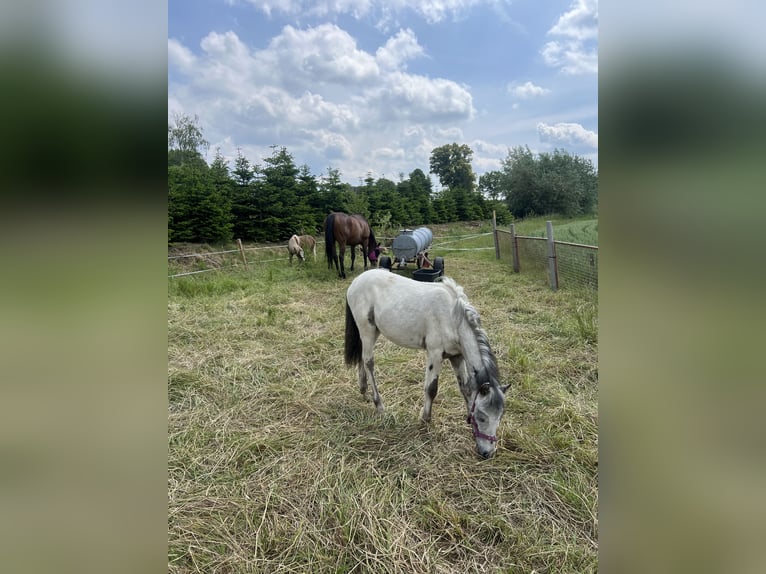 Appaloosa Ogier 1 Rok 115 cm Tarantowata in Kalefeld