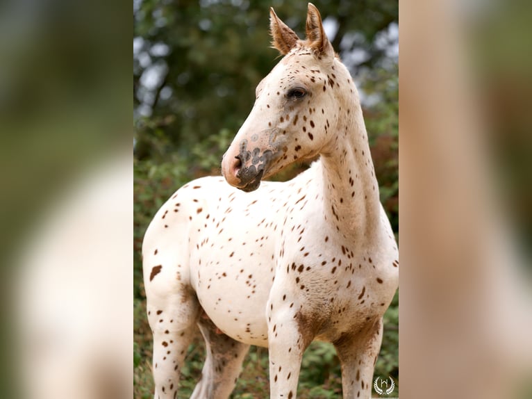 Appaloosa Ogier 1 Rok 150 cm in Navalperal De Pinares