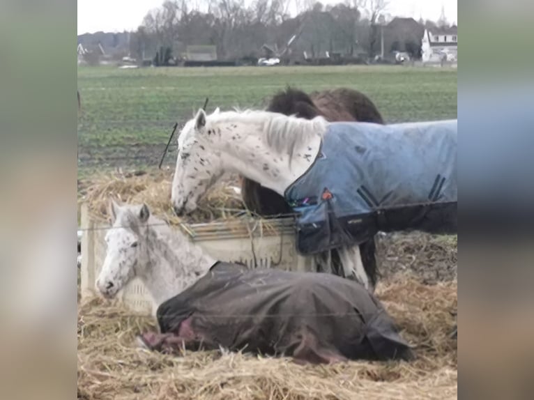 Appaloosa Ogier 1 Rok 150 cm Tarantowata in Egmond-Binnen