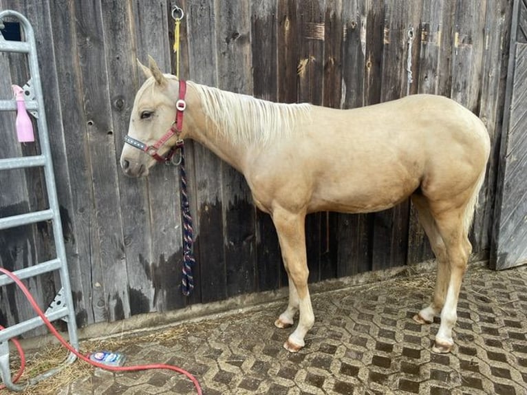 Appaloosa Ogier 1 Rok 154 cm Izabelowata in Neukirchen-Balbini