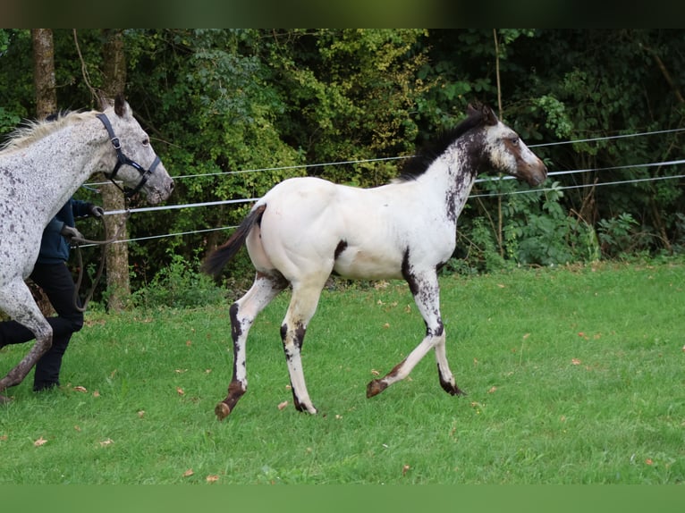 Appaloosa Ogier 1 Rok 155 cm Biała in Pappenheim