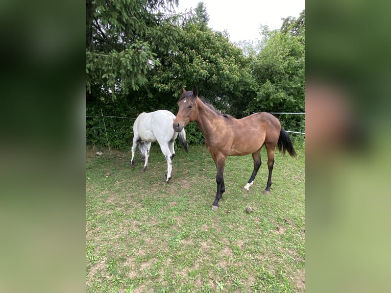 Appaloosa Ogier 1 Rok 155 cm Jelenia in Pappenheim