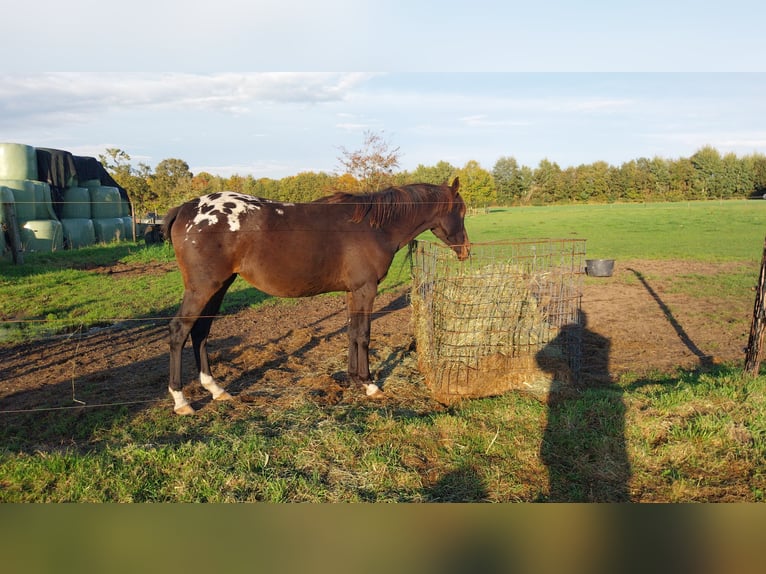 Appaloosa Ogier 1 Rok 155 cm Tarantowata in Winterswijk Brinkheurne