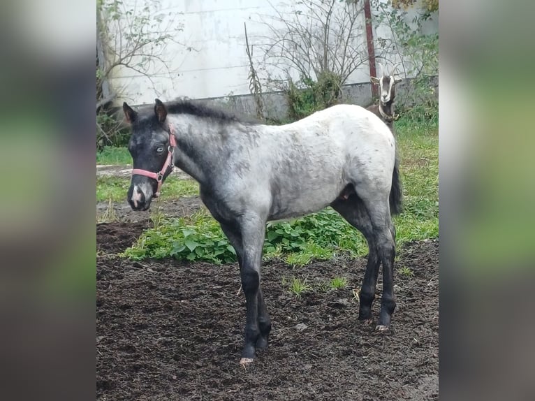 Appaloosa Ogier 1 Rok 160 cm in Neustadt an der Orla