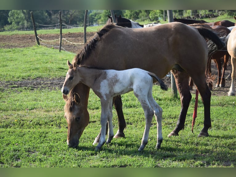 Appaloosa Ogier 1 Rok 160 cm Tarantowata in Dorog