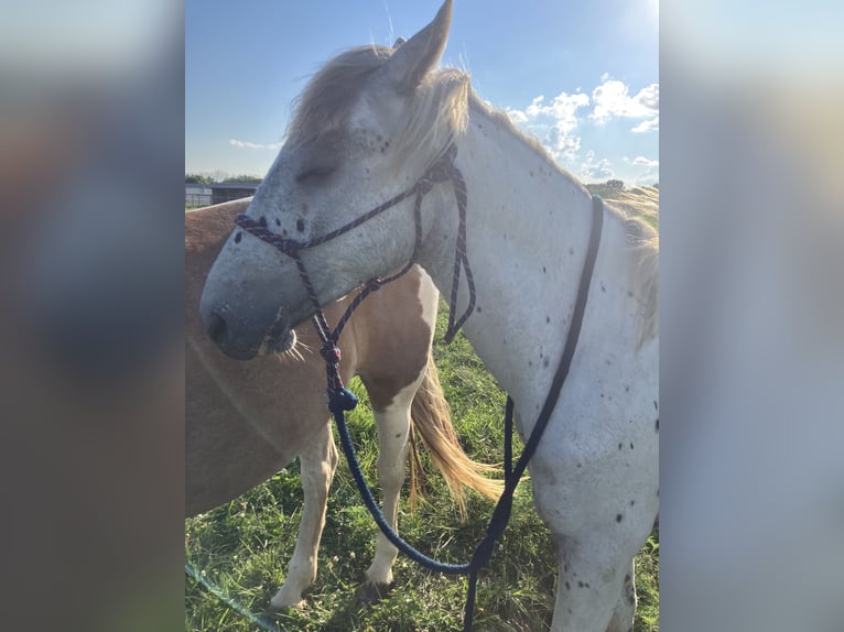 Appaloosa Mix Ogier 1 Rok 163 cm Kara in Holden, Mo