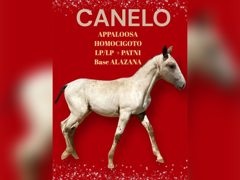 Appaloosa Ogier 1 Rok 165 cm Kasztanowata in Bienvenida