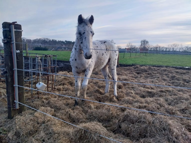 Appaloosa Ogier 1 Rok 166 cm Tarantowata in Winterswijk Brinkheurne