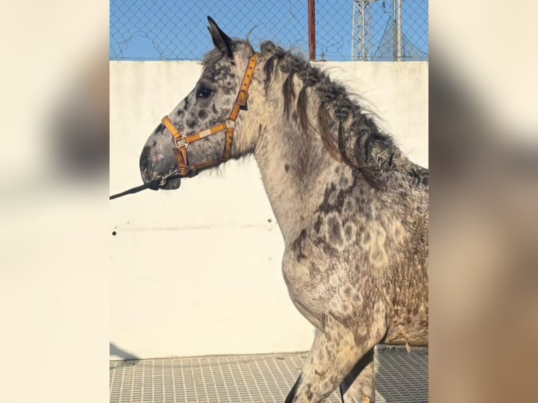 Appaloosa Mix Ogier 1 Rok 168 cm  in Melle