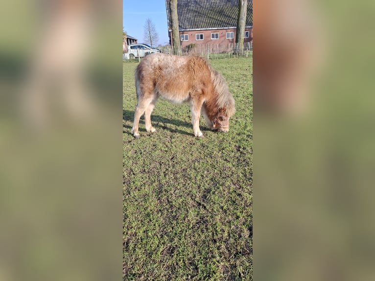 Appaloosa Ogier 1 Rok 90 cm Tarantowata in Eibergen