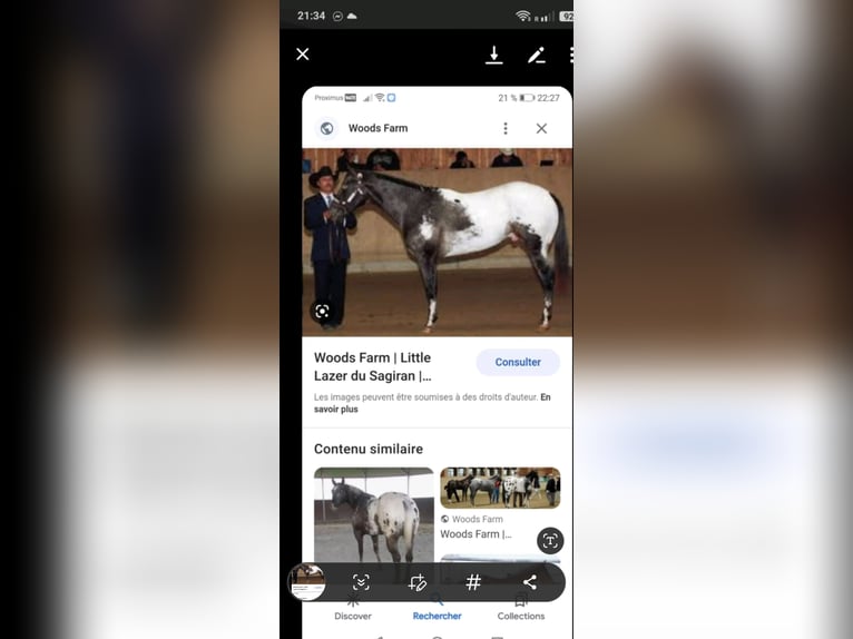Appaloosa Ogier 1 Rok Bułana in Lierde