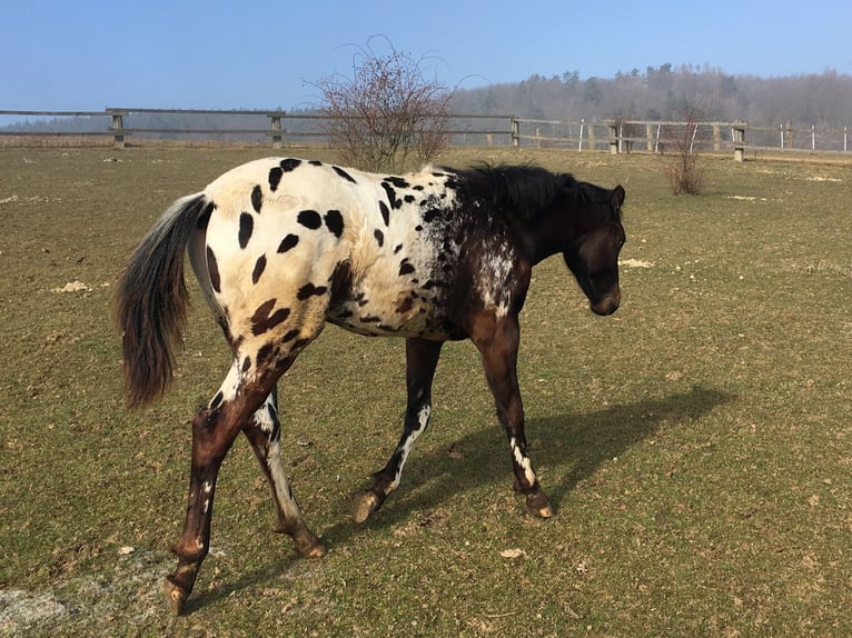 Appaloosa Ogier 1 Rok  in Tišnov
