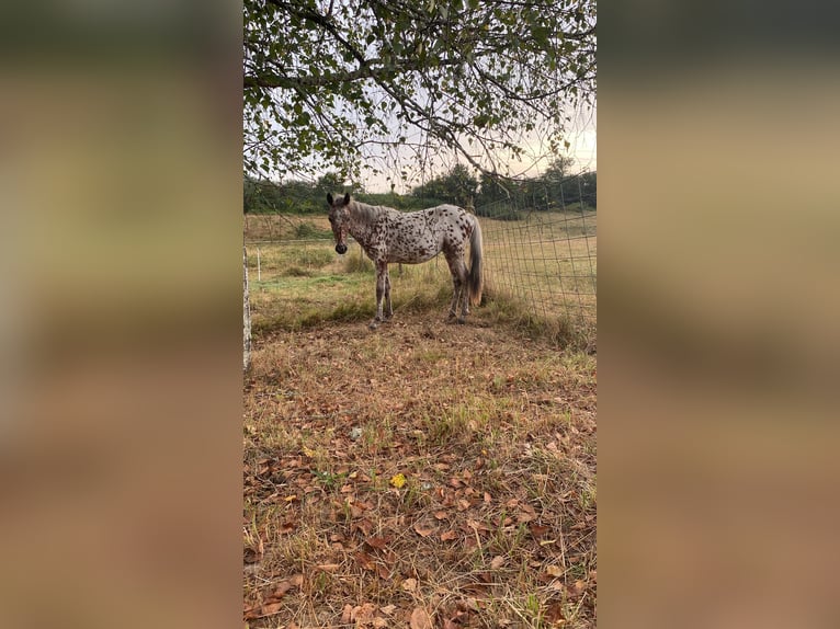 Appaloosa Ogier 1 Rok in St. Urban