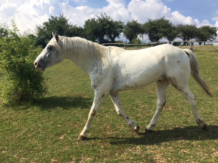 Appaloosa Ogier 2 lat 150 cm  in Brno