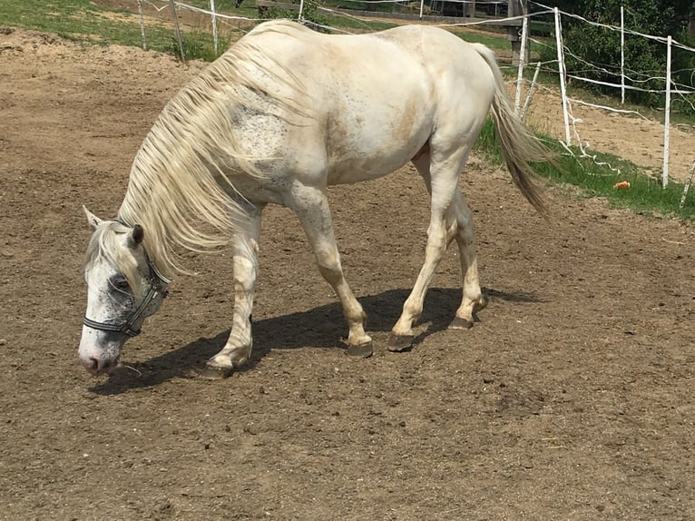 Appaloosa Ogier 2 lat 150 cm  in Brno