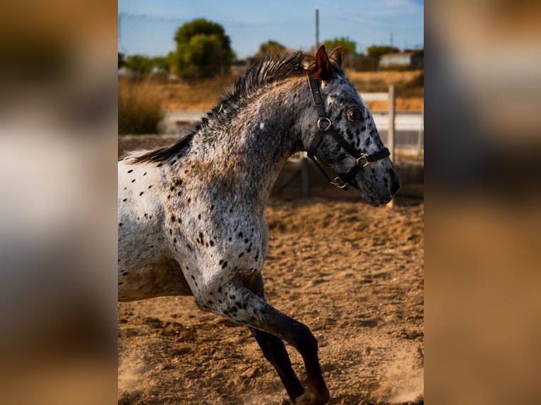 Appaloosa Mix Ogier 2 lat 150 cm Tarantowata in Riba-Roja De Turia