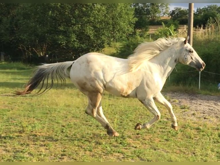 Appaloosa Ogier 2 lat 155 cm in Brno