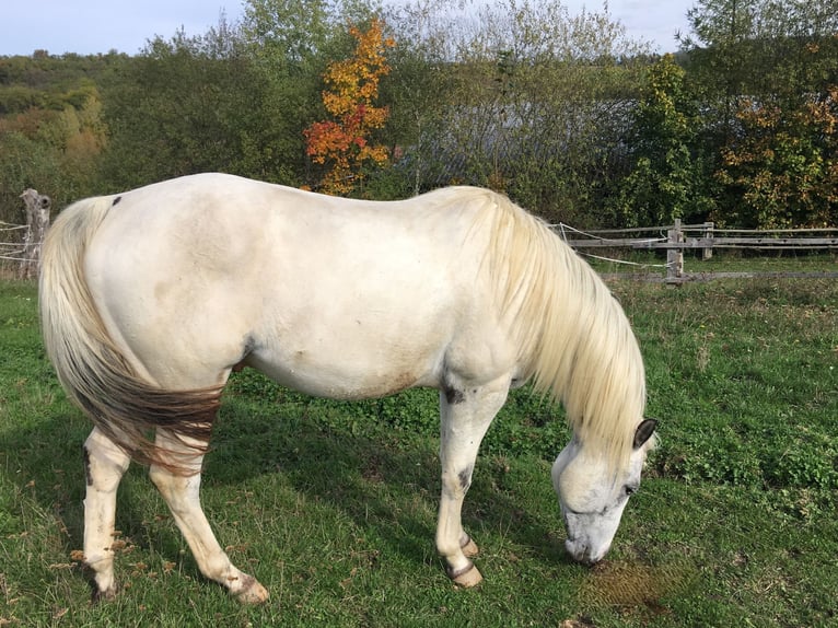 Appaloosa Ogier 2 lat 155 cm in Brno