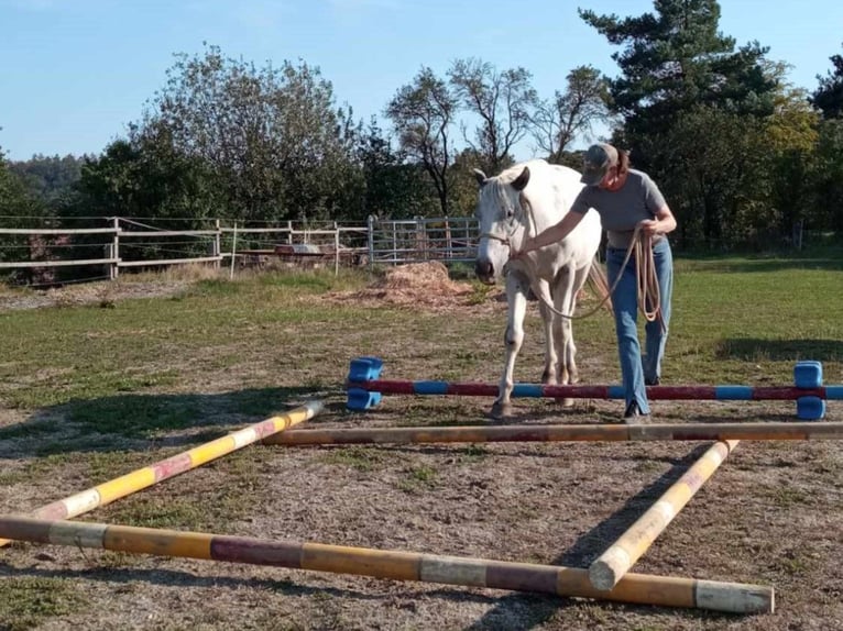 Appaloosa Ogier 2 lat 155 cm in Brno