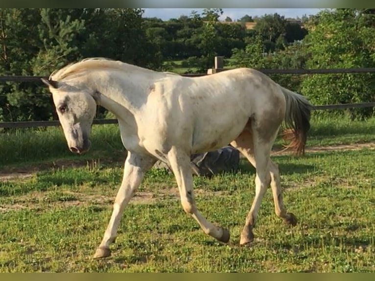 Appaloosa Ogier 2 lat 155 cm in Brno