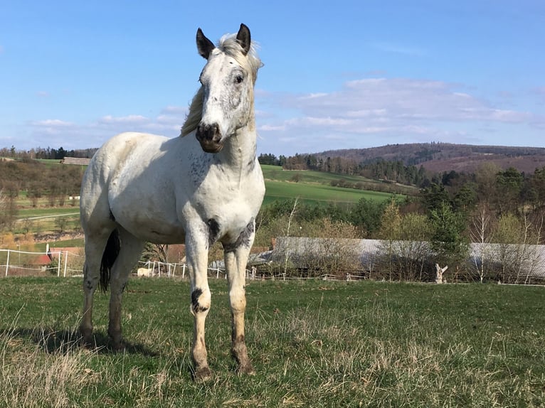 Appaloosa Ogier 2 lat 155 cm in Brno