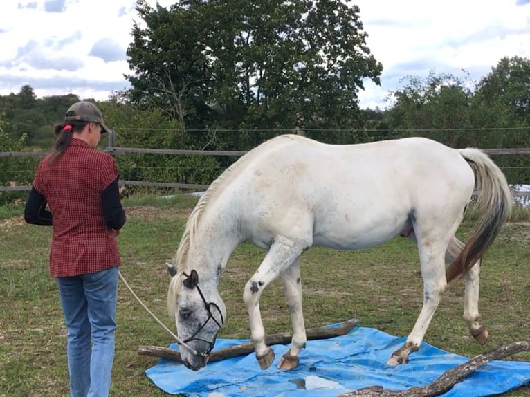 Appaloosa Ogier 2 lat 155 cm in Brno