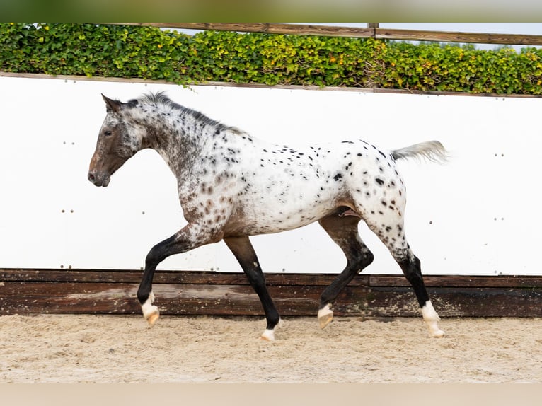 Appaloosa Ogier 2 lat 162 cm Tarantowata in Waddinxveen Appaloosa Ogier 2 lat 162 cm Tarantowata in Waddinxveen