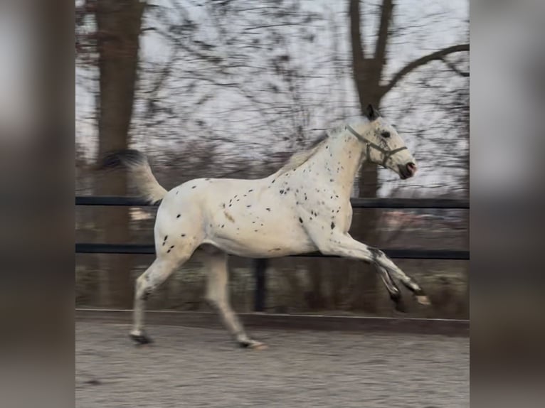 Appaloosa Ogier 2 lat 170 cm Tarantowata in Siddeburen