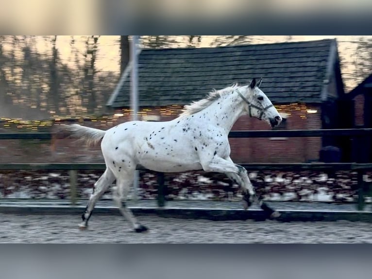 Appaloosa Ogier 2 lat 170 cm Tarantowata in Siddeburen