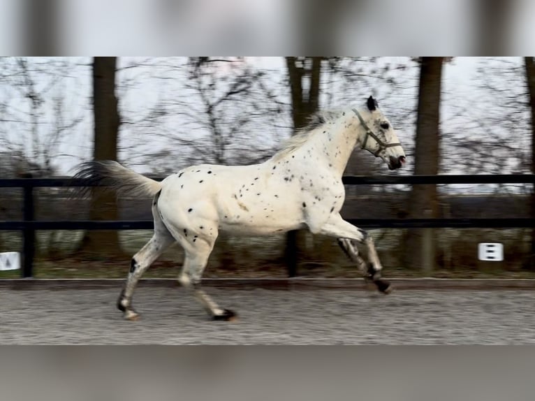 Appaloosa Ogier 2 lat 170 cm Tarantowata in Siddeburen