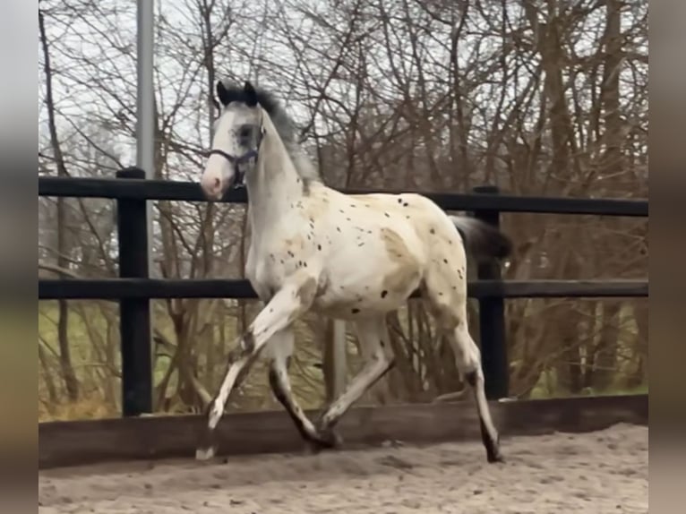 Appaloosa Ogier 2 lat 170 cm Tarantowata in Siddeburen