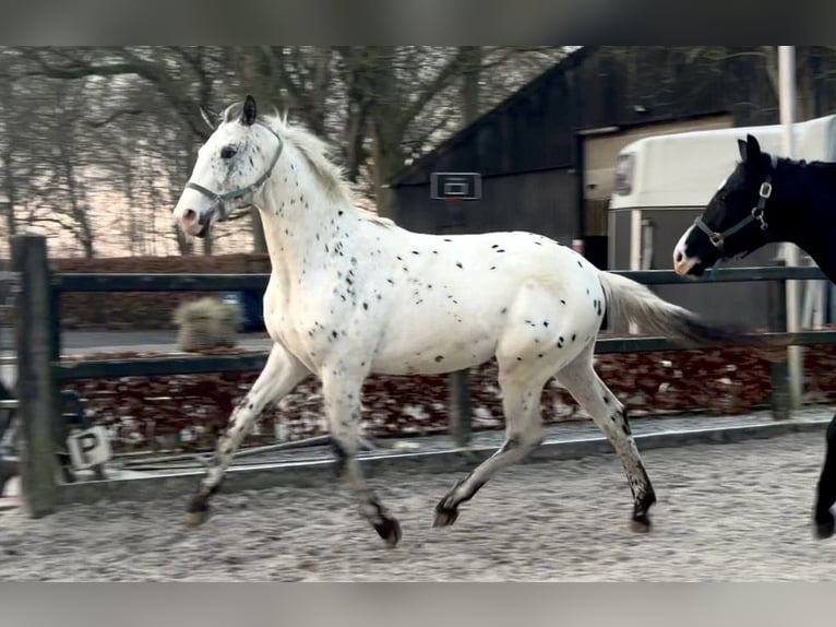 Appaloosa Ogier 2 lat 170 cm Tarantowata in Siddeburen