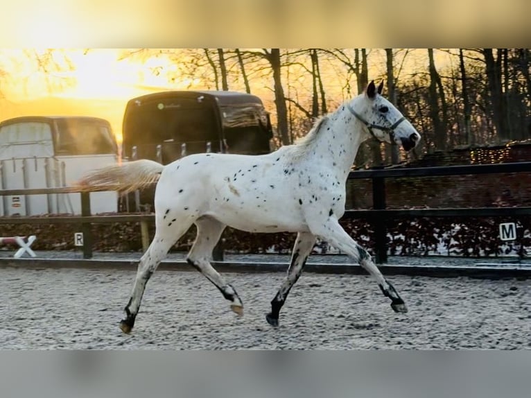 Appaloosa Ogier 2 lat 170 cm Tarantowata in Siddeburen