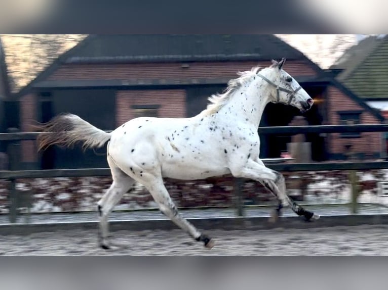 Appaloosa Ogier 2 lat 170 cm Tarantowata in Siddeburen