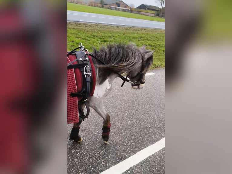 Appaloosa Ogier 2 lat 90 cm Tarantowata in Raalte
