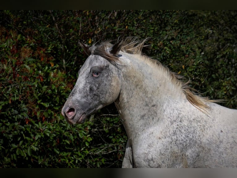 Appaloosa Ogier 3 lat 154 cm Tarantowata in goven
