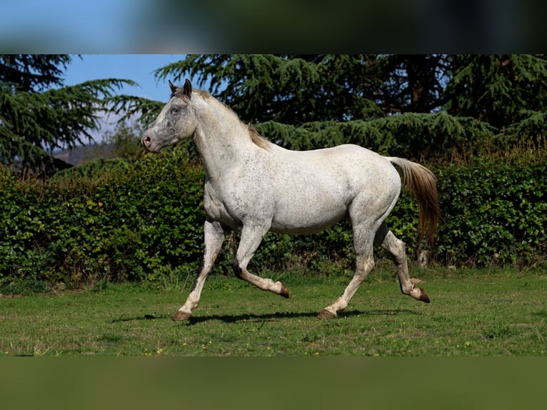 Appaloosa Ogier 3 lat 154 cm Tarantowata in goven