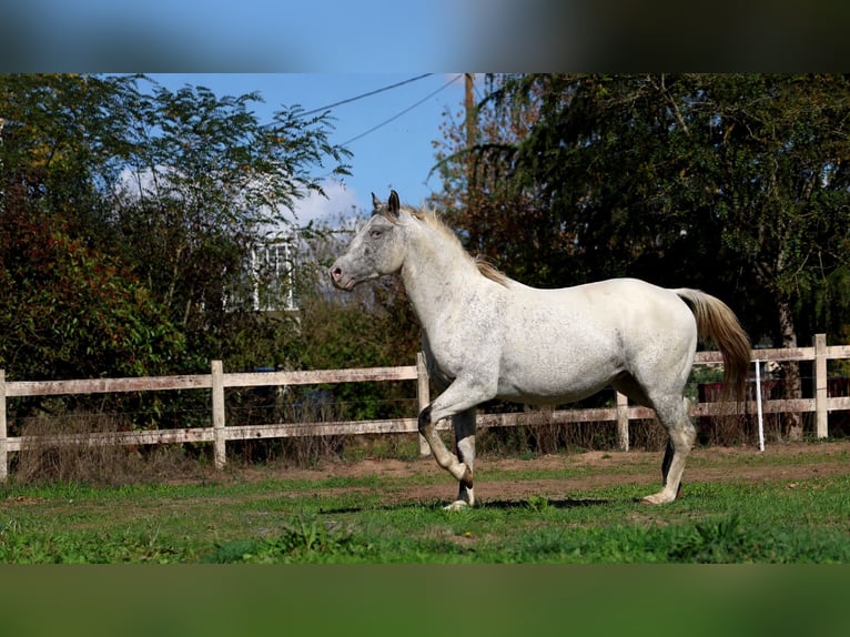 Appaloosa Ogier 3 lat 154 cm Tarantowata in goven