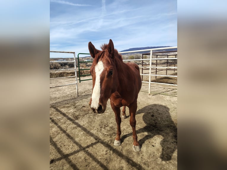 Appaloosa Ogier 4 lat 142 cm Cisawa in Olathe