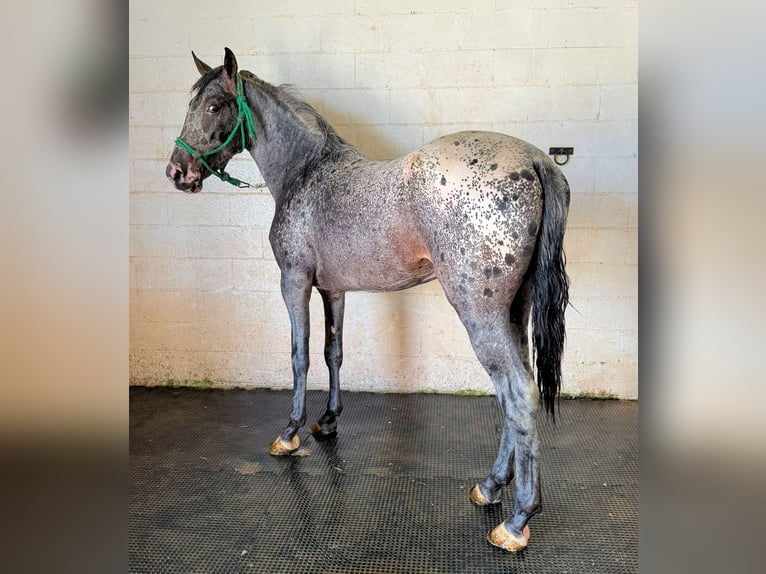 Appaloosa Ogier 4 lat 155 cm Tarantowata in Jerez