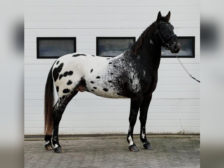 Appaloosa Ogier 4 lat 157 cm Tarantowata in Someren