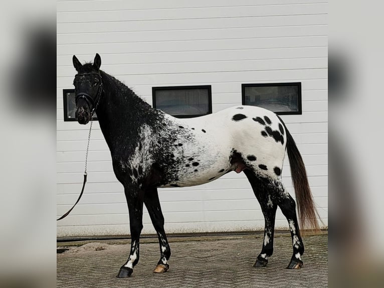 Appaloosa Ogier 4 lat 157 cm Tarantowata in Someren