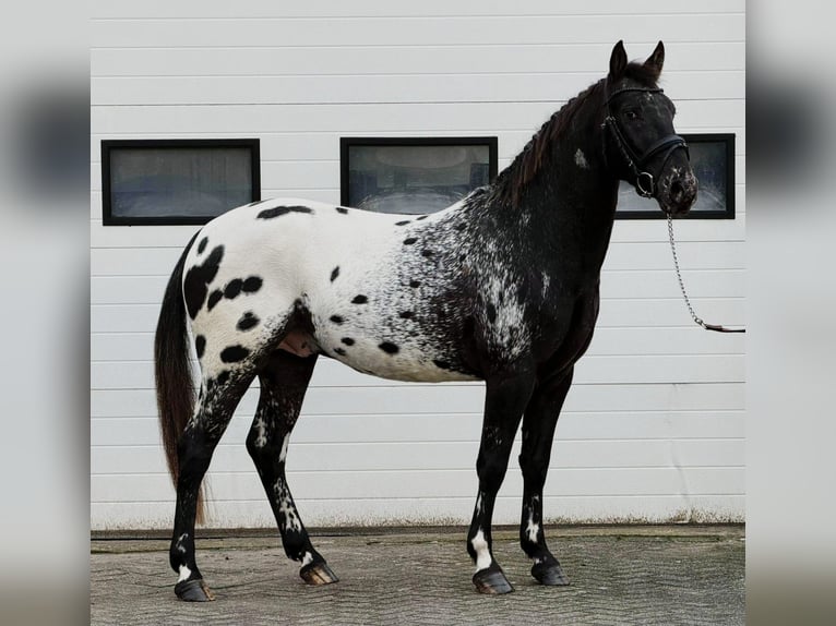 Appaloosa Ogier 4 lat 157 cm Tarantowata in Someren