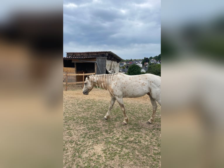Appaloosa Mix Ogier 6 lat 145 cm Tarantowata in HaibachHaibach