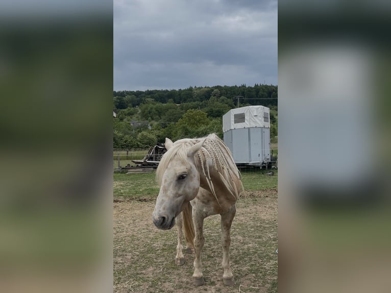 Appaloosa Mix Ogier 6 lat 145 cm Tarantowata in HaibachHaibach