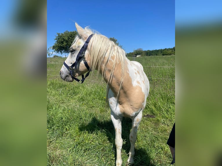 Appaloosa Mix Ogier 6 lat 145 cm Tarantowata in HaibachHaibach
