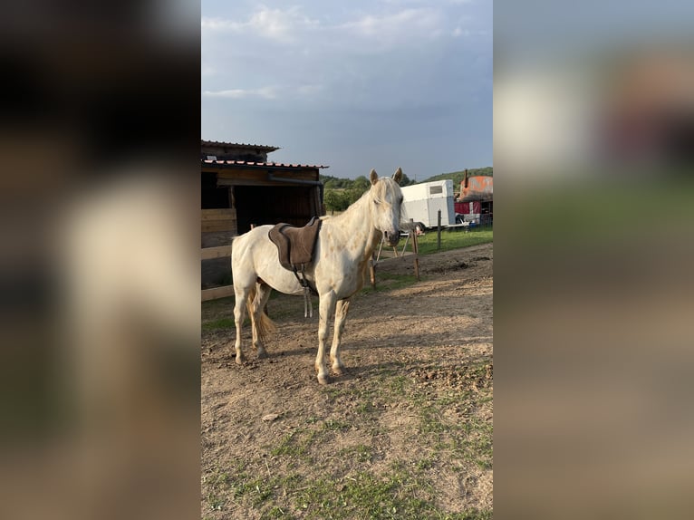 Appaloosa Mix Ogier 6 lat 145 cm Tarantowata in HaibachHaibach