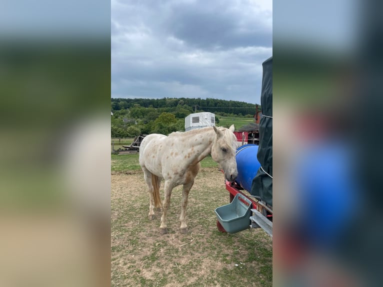 Appaloosa Mix Ogier 6 lat 145 cm Tarantowata in HaibachHaibach