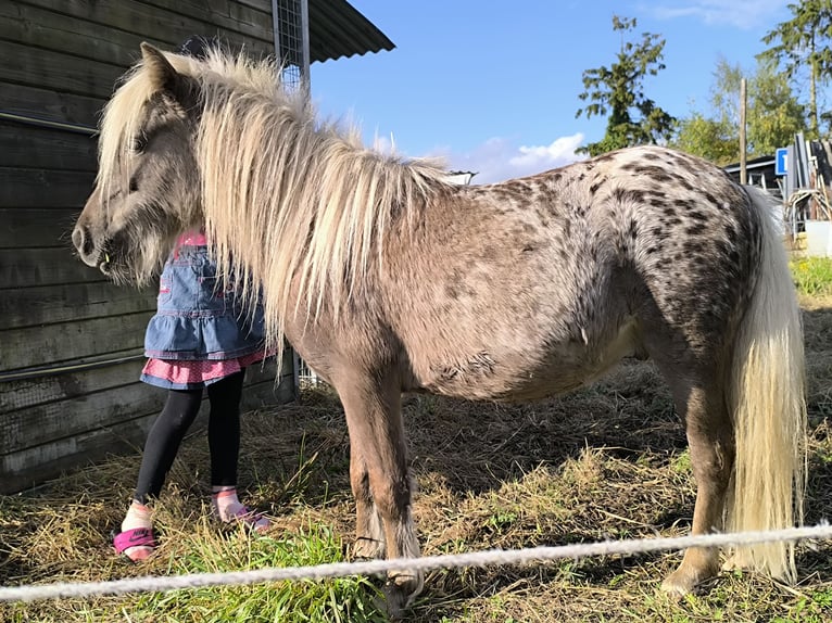 Appaloosa Ogier 6 lat Tarantowata in Averbode